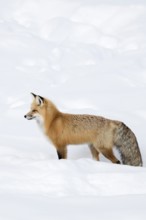 Eastern American Red Fox (Vulpes vulpes fulva) in winter, standing in deep snow, watching tensely,