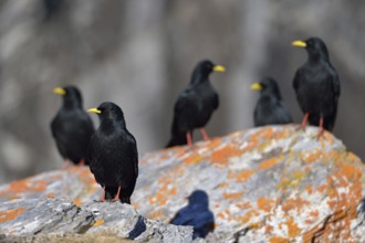 A whole flock... Alpine chough (Pyrrhocorax graculus), several birds sitting on a rock overgrown
