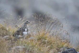 Well camouflaged... Rock ptarmigan (Lagopus muta) in its natural environment in the Swiss Alps,
