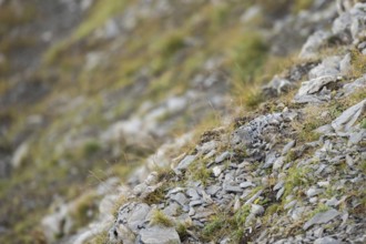 Camouflage... Rock ptarmigan (Lagopus muta), perfect camouflage, adaptation (somatolysis) to the