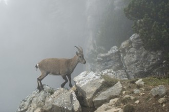 High up in the mountains...Capra ibex, adult female ibex climbs over boulders on the edge of a