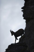 Downhill... Alpine ibex (Capra ibex), silhouette, silhouette in the steep face, female ibex, ibex