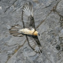 In the mountains... Bearded vulture (Gypaetus barbatus) in the Alps, in flight, aerial view,