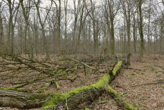 Deadwood... Hambach Forest, North Rhine-Westphalia, old, species-rich, natural remaining forest in