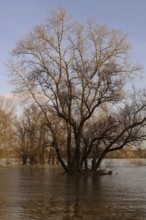 Partially flooded trees standing in water, high water on the Rhine near Düsseldorf, high water
