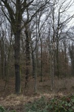 Old deciduous forest... Hambach Forest, North Rhine-Westphalia, ancient oak-hornbeam mixed forest,