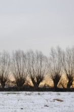 Just outside the Tor tor of Düsseldorf... Row of pollarded trees and copses in the Ilvericher