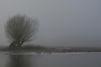 Old pollard willows on Bislicher Insel on a foggy, dull, dreary, grey day in winter, the fields are