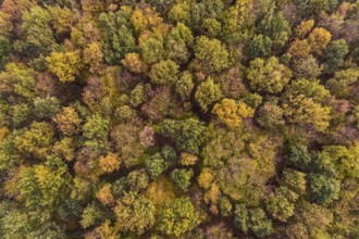 Trees in autumn, autumnal coloured treetops, bright autumn colours, colour palette, aerial view,