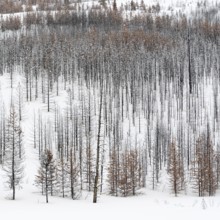 Deadwood... Yellowstone National Park, view over a vast, largely dead forest, coniferous forest in