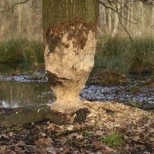 The beaver was there... Nibbled oak (Fagus sylvatica) at the edge of a body of water, unmistakable