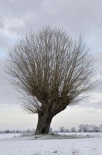 In the snow... typical, very old gnarled pollard tree, pollarded willow (Salix sp.) on a cold