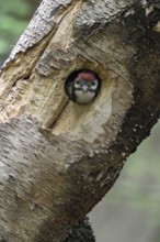Circular breeding cavity... Great spotted woodpecker (Dendrocopos major), young woodpecker looks