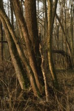 In the quarry forest, swamp forest... Meerbusch (Lanker Bruch), swampy alluvial forest, alder swamp