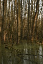High water level... flooded quarry forest, Lanker Bruch, swampy alluvial forest, alder quarry