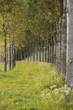 In the spring sun... brightly shining avenue of trees, endless avenue in fresh green, path of hope