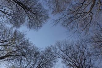 Spring awakening... Beech trees (Fagus sylvatica), copper beeches, view into the treetops against a