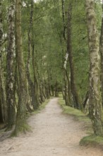 Sandy narrow path, idyllic trail, lined with birch trees... Birch avenue invites you to walk, hike,