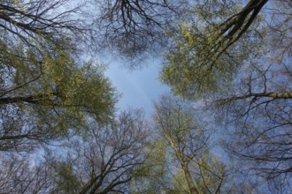 Spring is coming... View into the treetops of copper beeches (Fagus sylvatica) against blue sky in