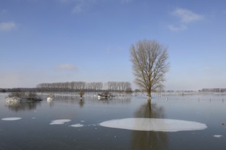 Land under ice... frozen winter flood (Lower Rhine), Bislicher Insel, after the Rhine flood came