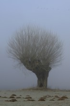 Old gnarled pollarded willow in the Rhine meadows near Xanten on a foggy cold morning, light