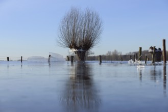 Land under... Pollard willow (Salix sp.) during the winter flood Rhineland 2020, 2021 locked in the