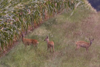 Roe deer (Capreolus capreoöus) Goat with fawn Germany