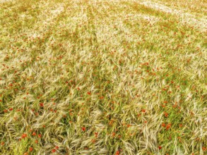 Red poppies in the cereal field from a drone