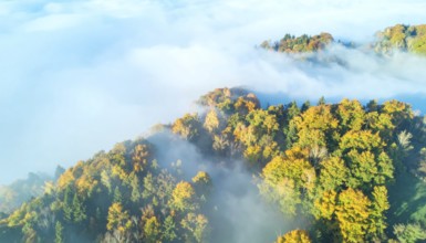 Mystical foggy landscape in autumn, colorful forest with fog in an aerial drone view, AI generated
