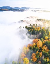 Mystical foggy landscape in autumn, colorful forest with fog in an aerial drone view, AI generated