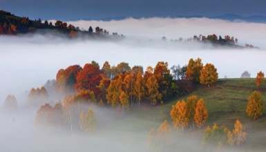 Mystical foggy landscape in autumn, colorful trees in fog, misty mood nature atmosphere, AI