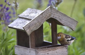 Hawfinch (Coccothraustes coccothraustes) Chicks at the birdhouse