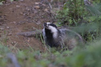 European badger (Meles meles) leaving its den, Wittlich, Rhineland-Palatinate, Germany