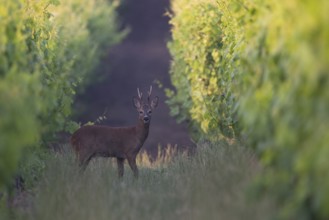 Roebuck in the vineyard in summer, Wittlich, Rhineland-Palatinate, Germany