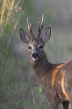 Roebuck in the vineyard in summer, Wittlich, Rhineland-Palatinate, Germany