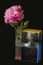 Peony (Paeonia) in a modern vase, designed by the artist Piet Mondrean, Bavaria, Germany