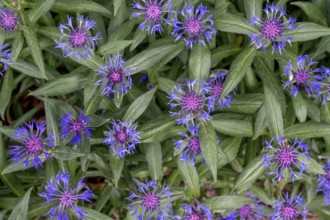 Knapweed (Centaurea), Bavaria, Germany