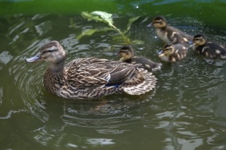 Mallard (Anas platyrhynchos) with four young in a pond, Bavaria, Germany