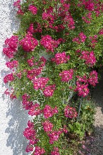 Climbing, small-flowered rose (Rosa), Bavaria, Germany