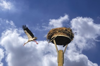 White stork (Ciconia ciconia) leaving its nest, cloudy sky, Kuhlrade, Mecklenburg-Western