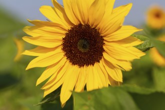 Close-up of a sunflower