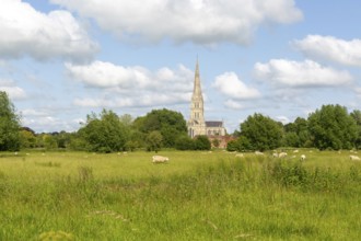 View over water meadows to Salisbury cathedral church, Salisbury, Wiltshire, England, UK