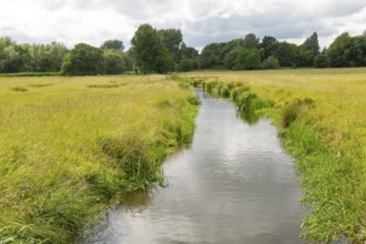View west of drainage channel in watermeadow, Harnham Water Meadows, Salisbury, Wiltshire, England,