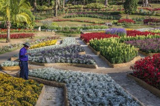 Laborer watering plants at Mae Fah Luang Gardens within the Doi Tung tourist attraction in Chiang