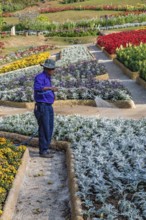 Laborer watering plants at Mae Fah Luang Gardens within the Doi Tung tourist attraction in Chiang