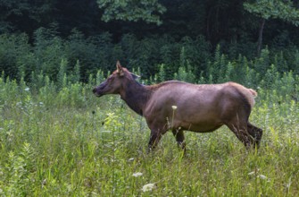 Wild North American Elk roaming free near the Oconaluftee Visitor Center at Great Smoky Mountains