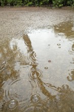 Rain puddle, rainwater, Ostseeallee, Baltic Sea, Baltic seaside resort, Kühlungsborn, Rostock