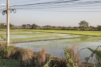 Rice fields in the Mueang Chiang Rai district of Northern Thailand
