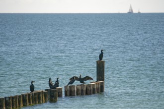 Cormorants on groynes Grossenbrode Baltic Sea Germany