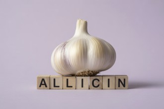 Garlic bulb with wooden blocks spelling ALLICIN. Minimalist studio composition highlighting natural